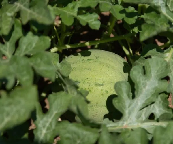 Leone Natural Ayvalı